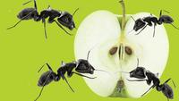 Que vont faire les fourmis à une pomme pendant 24 heures? Timelapse avec des fourmis.