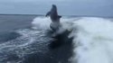 Collision de dauphins