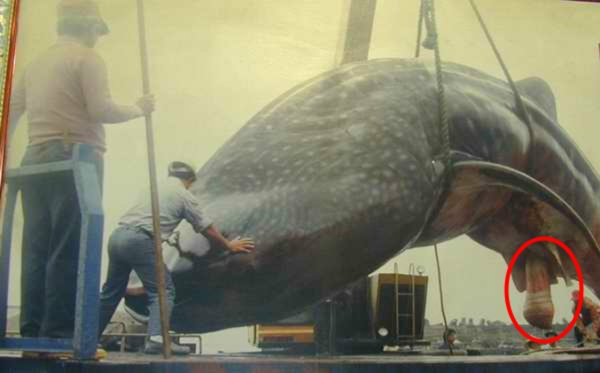 Une baleine imposante...