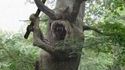 Arbre sculpté