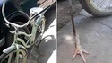 Le vélo qui a fait arrêter Magnu