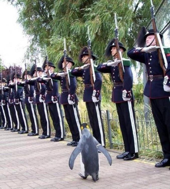 Par le général Pingouin.