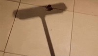 Un gif pour arachnophobe