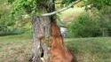 Cheval en communion