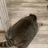 BigChonky