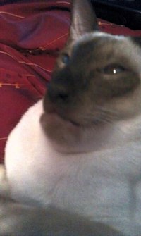 Chat prognathe