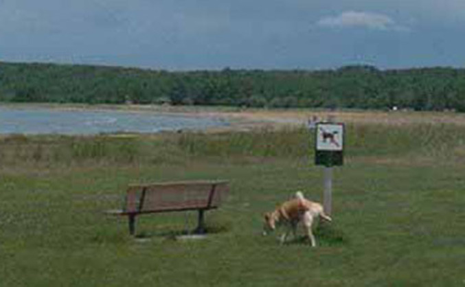 Un chien qui urine sur un panneau interdisant les chiens
