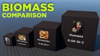 Biomasse terrestre comparée