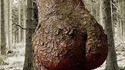 Arbre à fesses