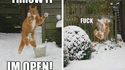 Le chat et la neige