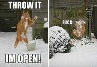 Le chat et la neige