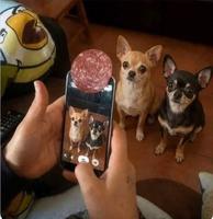Le secret pour prendre une bonne photo de tes animaux de compagnie