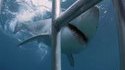 Un requin blanc attaque une cage