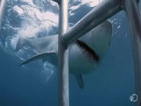 Un requin blanc attaque une cage