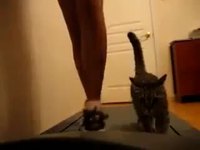 Faire du sport avec son chat