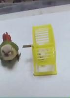 L’animal de compagnie 