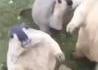 Le peuple de l’herbe 