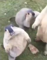 Le peuple de l’herbe 