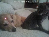 Chat + Laser