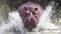 Les hippos surpassent les humains en vitesse à la course et en natation