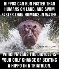 Les hippos surpassent les humains en vitesse à la course et en natation
