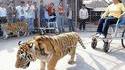 Pousse-pousse Tigre