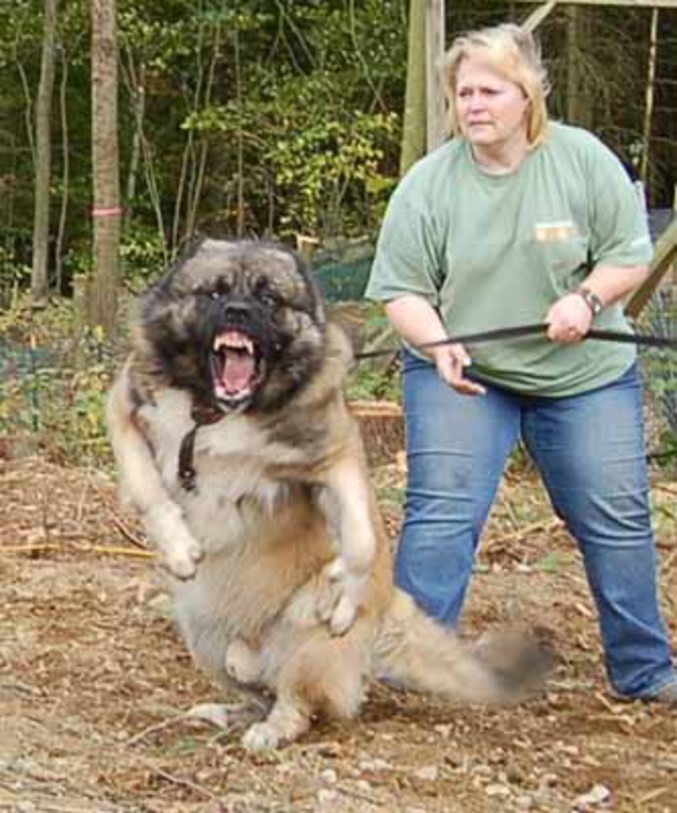 Un chien qui n'a pas l'air de très bon poil.