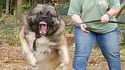 Chien terrifiant
