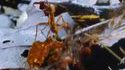 L'appel des fourmis