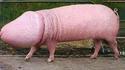 Porc transgènique