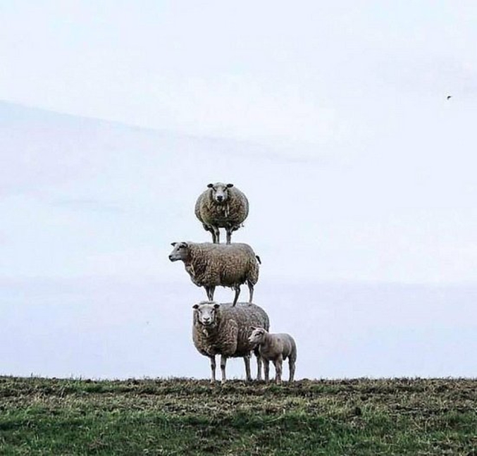 de moutons.