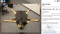 Garder son fidèle animal après la mort