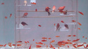 Cage aquarium