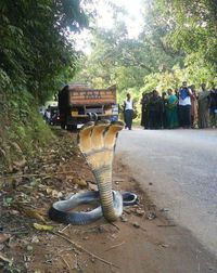 Serpent à trois têtes