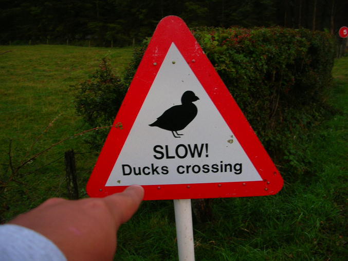Un panneau ordonnant de ralentir à cause du passage fréquent de canards.