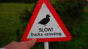 Slow ! Ducks crossing