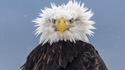 Un aigle en pétard