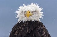 Un aigle en pétard