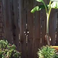 Attention, les murs ont des truffes