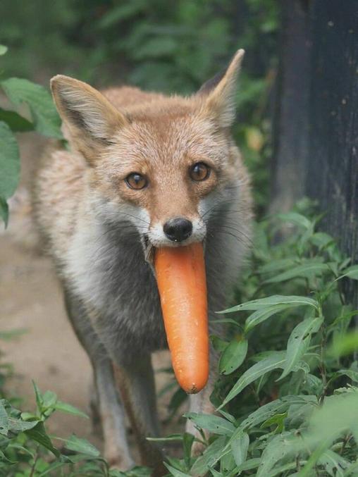 elle a un drôle de goût cette carotte !