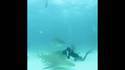 Faire un bisou à un requin