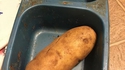 Donnez à manger au chat les enfants