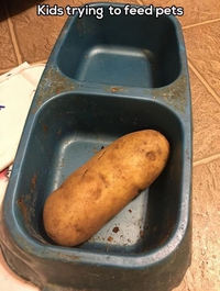 Donnez à manger au chat les enfants