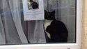 Chat perdu