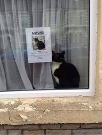 Chat perdu