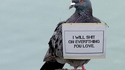 La vengeance du pigeon