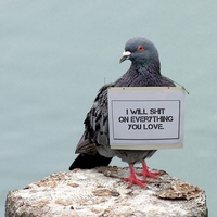 La vengeance du pigeon
