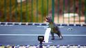 Extinction des dinosaures