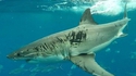 Requin badass