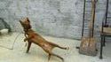 Chien hip-hop